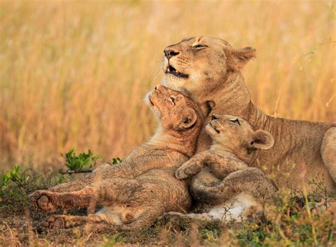 7 beautiful wildlife.